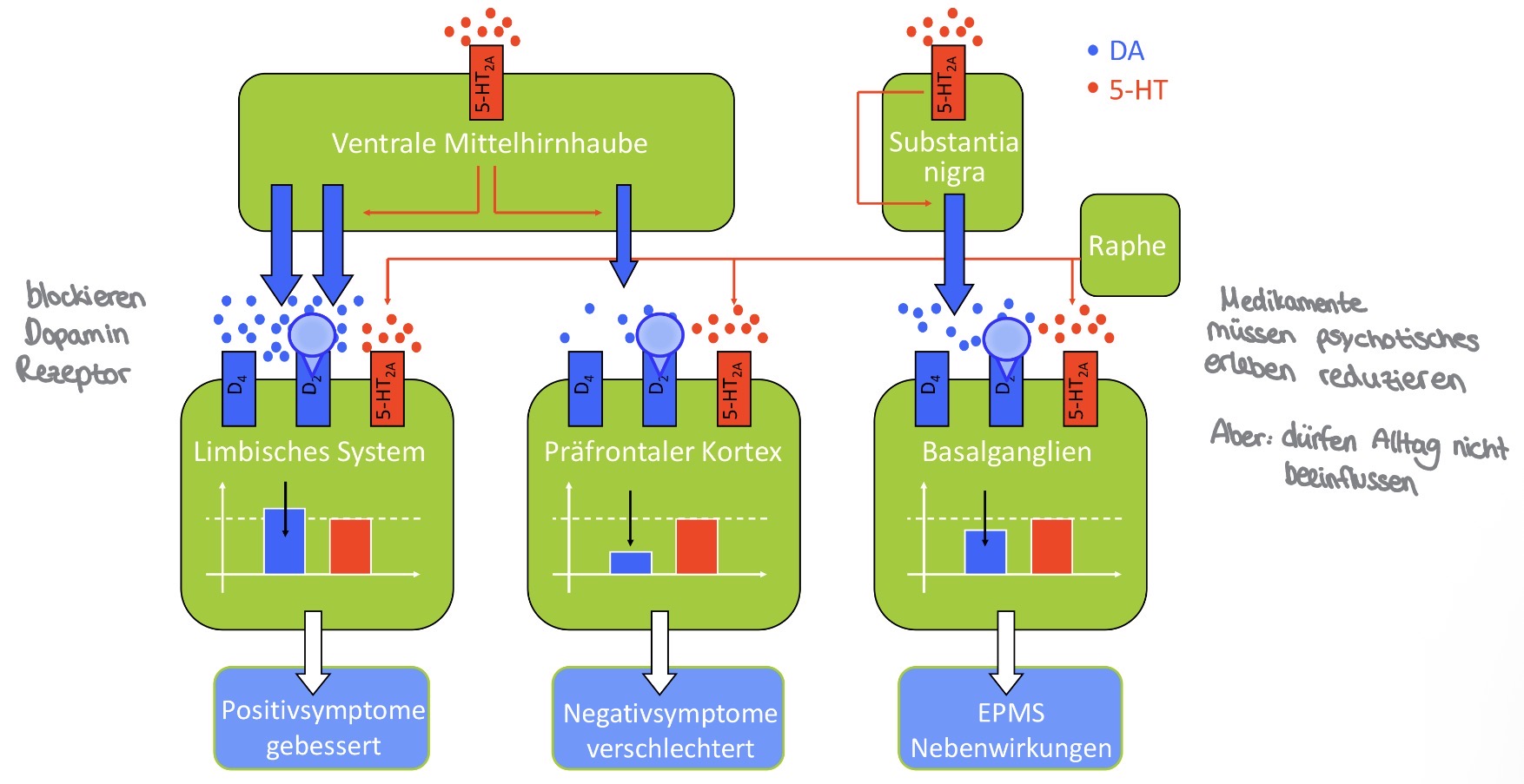 <p>Limbisches System → Positivsymptome gebessert</p><p>Präfrontaler Kortex → Negativsymptome verschlechtert</p><p>Basalganglien → EPMS Nebenwirkungen (unwillkürliches Bewegungssystem) </p>