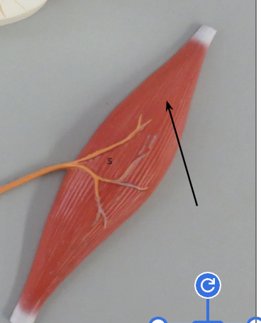 <p>What is this ?</p>