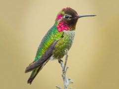 <p>What is the order, family, and species?</p>