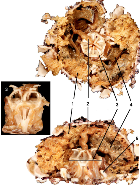 <p>class</p><p>label</p>