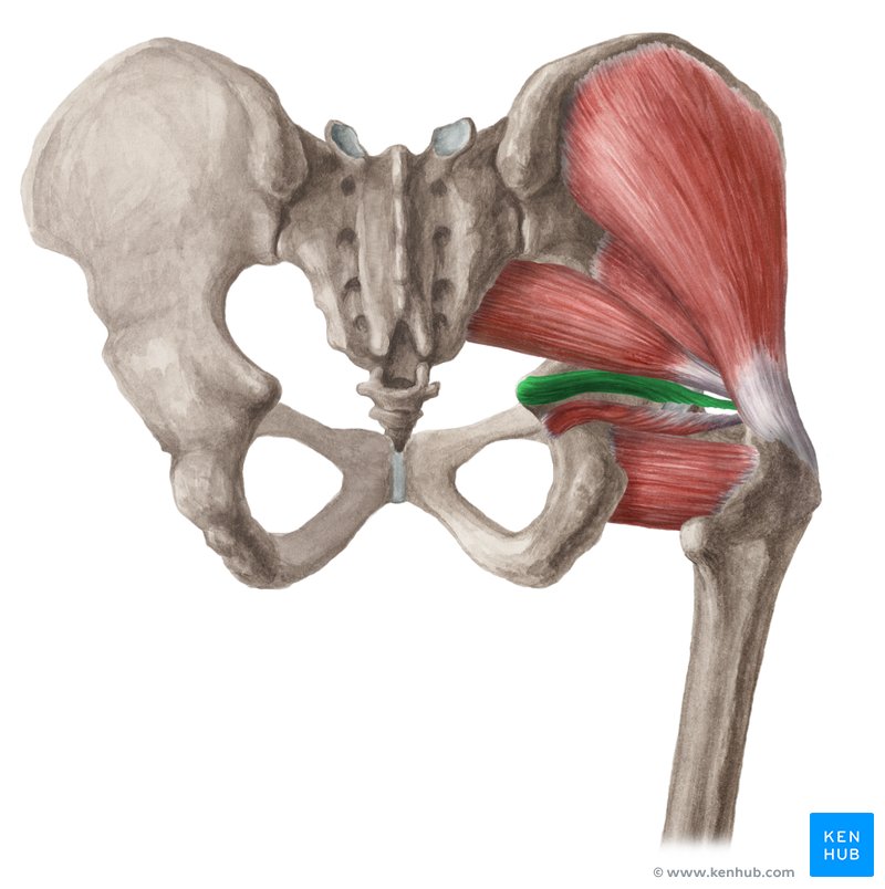 <p>What muscle is this?</p>