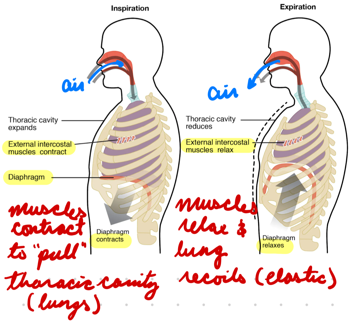 <p>Negative-pressure breathing</p><ol><li><p>Inspiration: Diaphragm, external intercostal, scalene muscles contract to pull lungs down/out = Increase alveolar volume</p><ul><li><p>Alveolar P decreases (< atmospheric P)</p></li><li><p>Air enters lungs (P gradient)</p></li></ul></li><li><p>Expiration: Diaphragm, external intercostal, scalene muscles relax to compress lungs (elastic recoil) = Decrease alveolar volume</p><ul><li><p>Alveolar P increases (> atmospheric P)</p></li><li><p>Air leaves lungs (P gradient)</p></li></ul></li></ol><p></p>