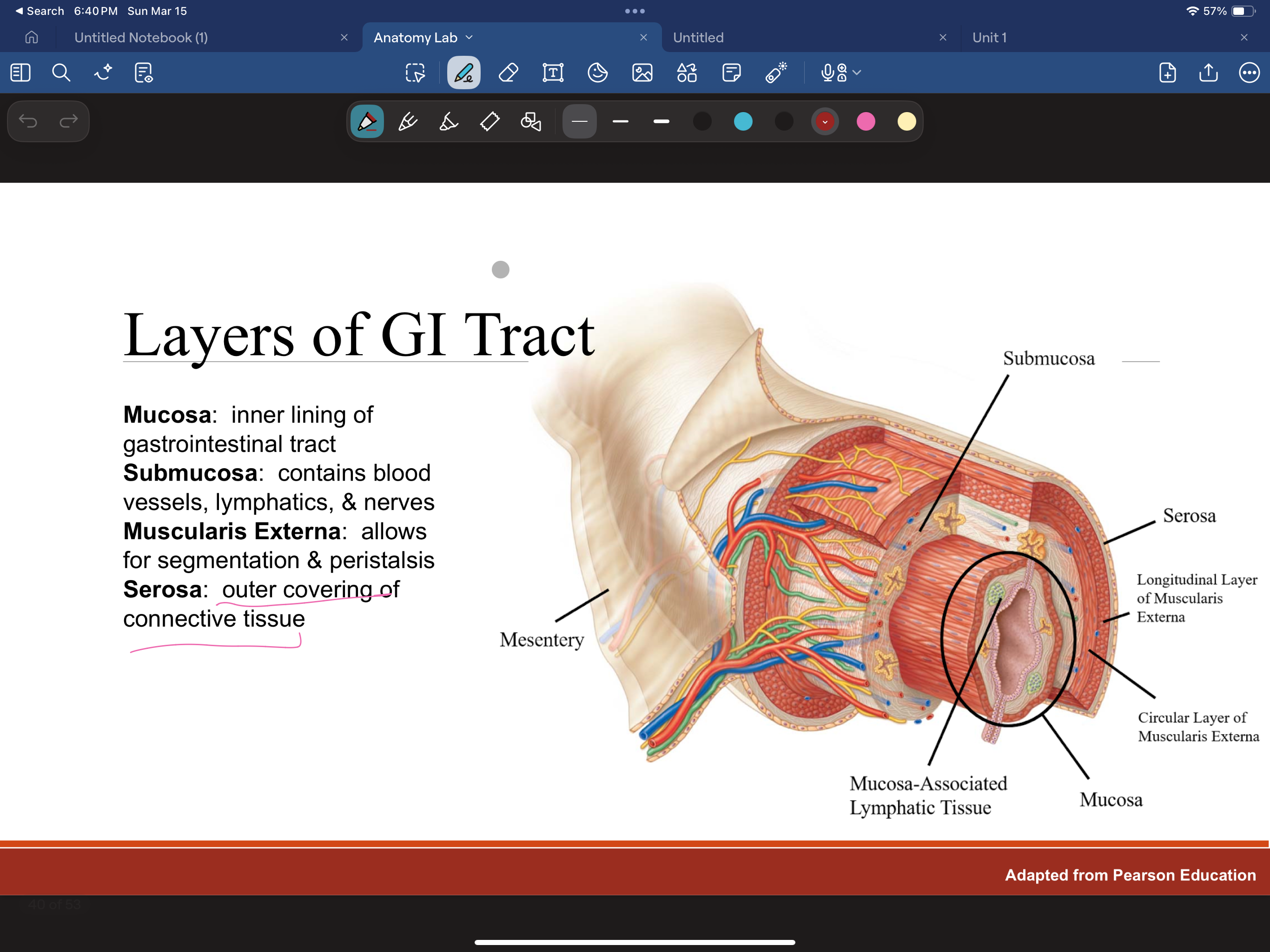 <p>Layers of gi tract: Inner lining of gastrointestinal tract?</p>