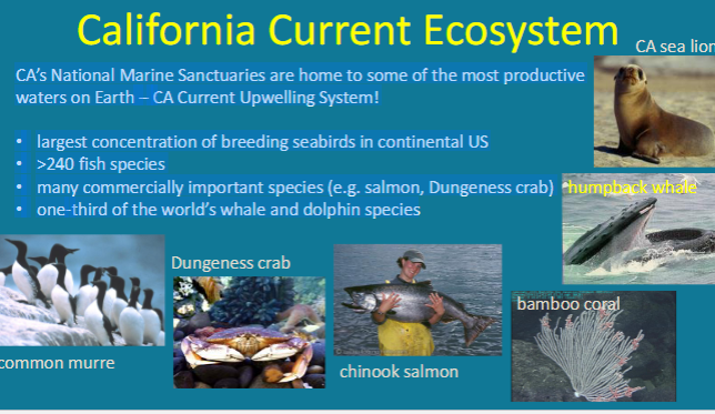<p>CA’s National Marine Sanctuaries are home to some of the most productive</p><p>waters on Earth – CA Current Upwelling System!</p><p>• largest concentration of breeding seabirds in continental US</p><p>• >240 fish species</p><p>• many commercially important species (e.g. salmon, Dungeness crab)</p><p>• one-third of the world’s whale and dolphin species</p><p>largest concentration of blue whales on Earth</p><p>145 ton animal</p><p>takes 1 ton of krill to fill their stomachs</p><p>nearly 0.5 million krill</p>