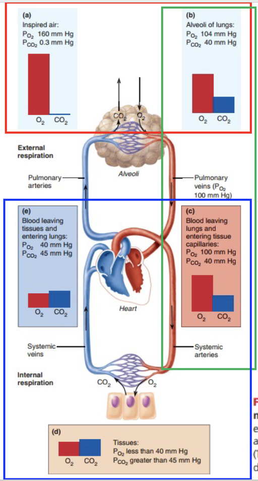 <p><strong>0.3 → 40 (Air → Alveoli)</strong></p><ul><li><p>CO₂ from blood enters alveoli</p></li></ul><p></p><p><strong>40 → 40 (Alveoli → Blood )</strong></p><ul><li><p>40 is left in order to maintain this acid-base balance</p></li></ul><p></p><p><strong>40 → 45 (Blood → Tissues)</strong></p><ul><li><p>Cells produce CO₂ during cellular respiration</p></li></ul><p></p><p><strong>45 → 40 (Blood → Alveoli)</strong></p><ul><li><p>CO₂ diffuses into alveoli and is exhaled</p></li></ul><p></p>