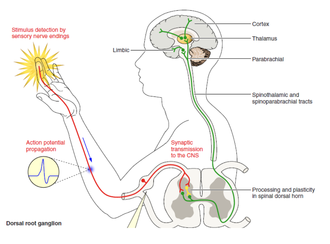 <ul><li><p>Private experience (sensory and emotional) associated with actual or potential tissue damage (belief of tissue damage)</p></li><li><p><span style="color: red;"><em>Adaptive</em></span>, allows us to identify danger + withdraw</p></li><li><p>Types of pain:</p><ul><li><p><strong>Acute pain</strong> is brief, and overlaps with the healing process (associated w injury)</p><ul><li><p>Normal and more manageable</p></li></ul></li><li><p><strong>Chronic pain</strong> is persistent (>3 months) beyond healing period (knee if fine but still experience pain)</p><ul><li><p>Many disorders include chronic pain as a symptom (e.g. diabetic neuropathy, migraine, fibromyalgia, arthritis…)</p></li></ul></li></ul></li></ul><div data-type="horizontalRule"><hr></div><ul><li><p>useful signal bc it is unbearable</p></li></ul><p></p>