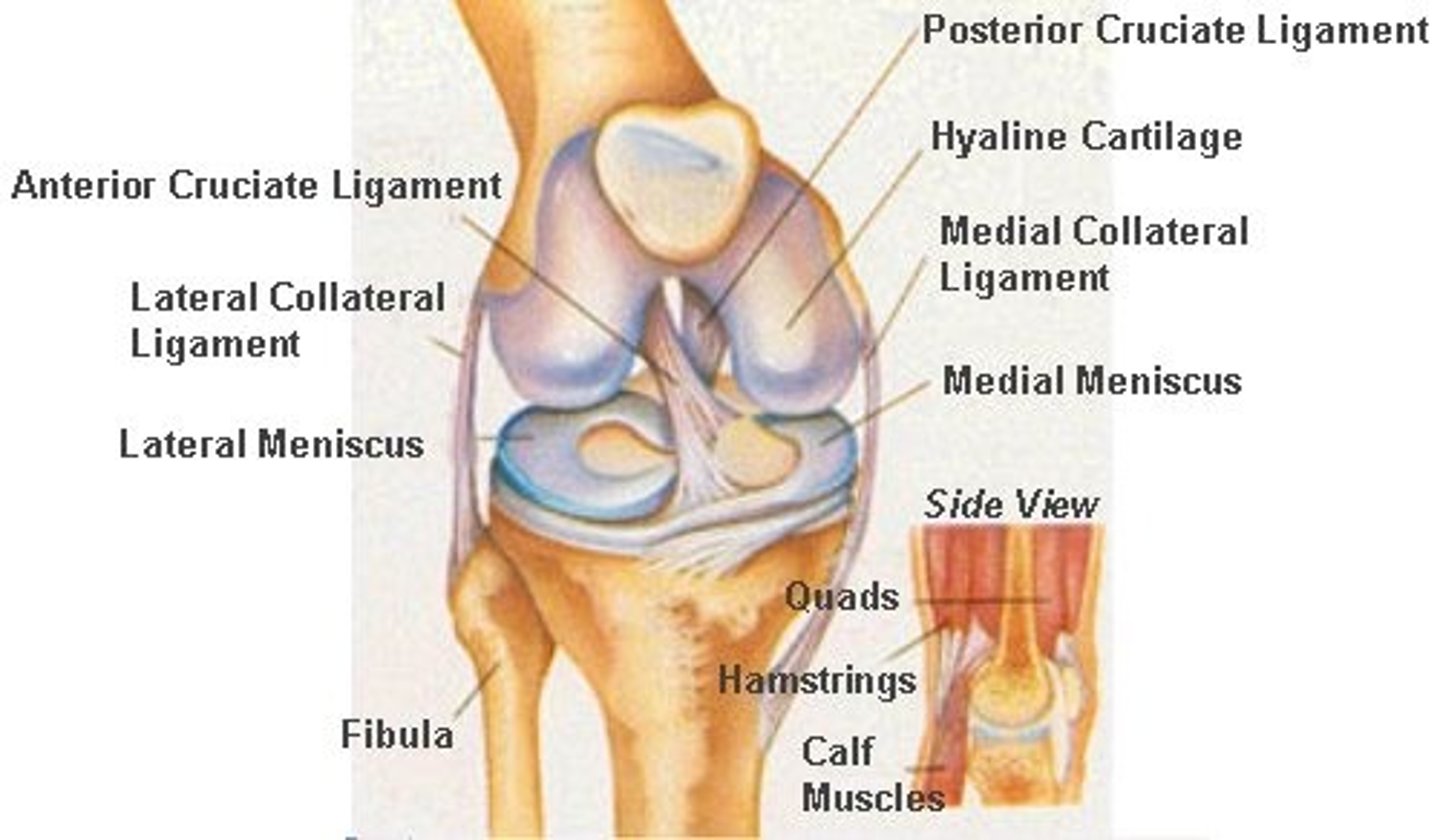 <p>The knee joint, the largest and most complex joint in the body, primarily acts as a hinge. However, it also permits some medial and lateral rotation when in the flexed position and during the act of leg extension. Structurally, it is compound and bicondyloid, because both the femur and tibia have two condylar surfaces. In this joint, the wheel-shaped condyles of the femur roll along the almost-flat condyles of the tibia like tires on a road. Sharing the knee cavity is an articulation between the patella and the inferior end of the femur; this femoropatellar joint is a plane joint that allows the patella to glide across the distal femur as the knee bends.</p>