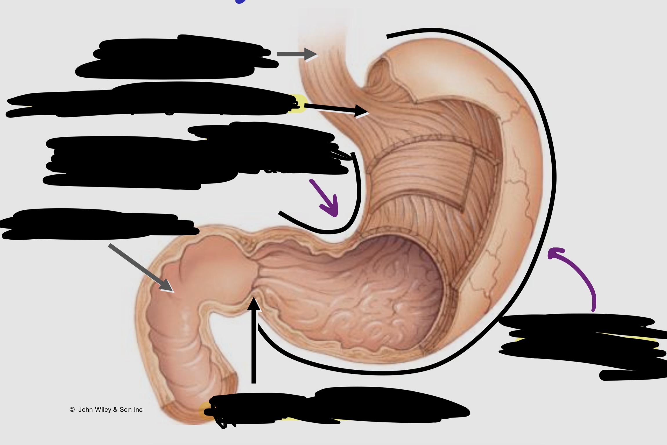 <p>Label the stomach (curvatures and sphincters)</p><p></p>