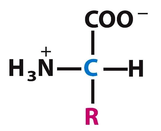 <ul><li><p>A central carbon (a-carbon) connected to:</p><ul><li><p>Amino group (-NH2)</p></li><li><p>Carboxyl group (-COOH)</p></li><li><p>Hydrogen atom (-H)</p></li><li><p>Unique side chain (R-group)</p></li></ul></li></ul><p></p>