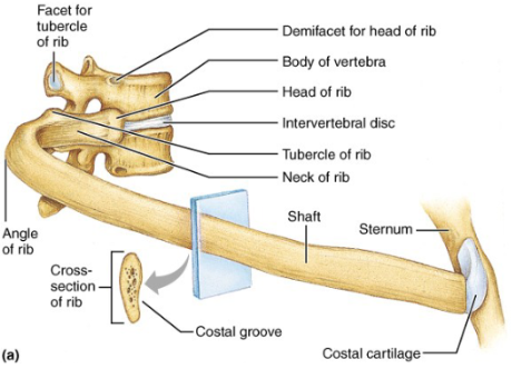 <p>Vertebral body</p>