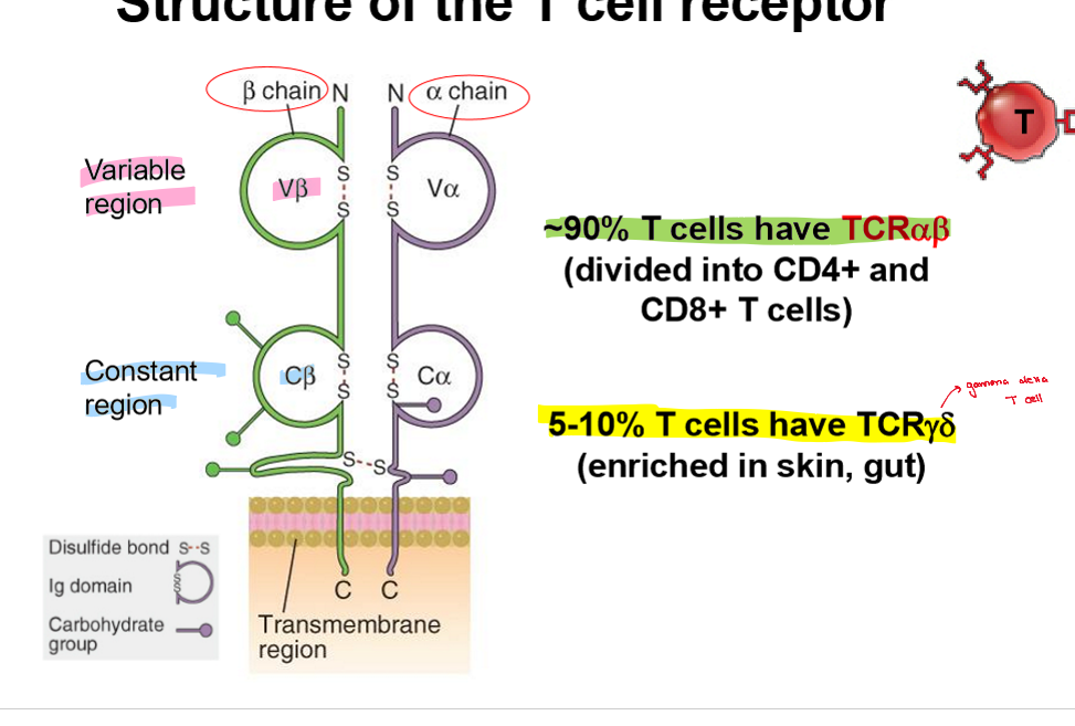 <ul><li><p>Alpha chain + beta chain </p></li><li><p>have constant and variable regions </p></li></ul><p></p>