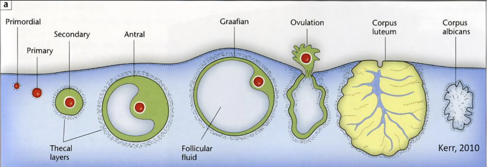<p><strong>1. Follicular Phase (Days 1–14)</strong></p><ul><li><p>Several follicles begin developing.</p></li><li><p>One dominant follicle is selected.</p></li><li><p>Follicle secretes increasing amounts of <strong>estrogen</strong>.</p></li><li><p>Ends with ovulation.</p></li></ul><p><strong>2. Ovulation (~Day 14)</strong></p><ul><li><p>Mature follicle ruptures.</p></li><li><p>Secondary oocyte is released into the uterine tube.</p></li><li><p>Oocyte remains viable for about <strong>24 hours</strong>.</p></li></ul><p><strong>3. Luteal Phase (Days 15–28)</strong></p><ul><li><p>Ruptured follicle forms the <strong>corpus luteum</strong>.</p></li><li><p>Corpus luteum secretes <strong>progesterone</strong>.</p></li><li><p>If fertilisation does not occur, the corpus luteum degenerates and hormone levels fall.</p></li></ul><p></p>