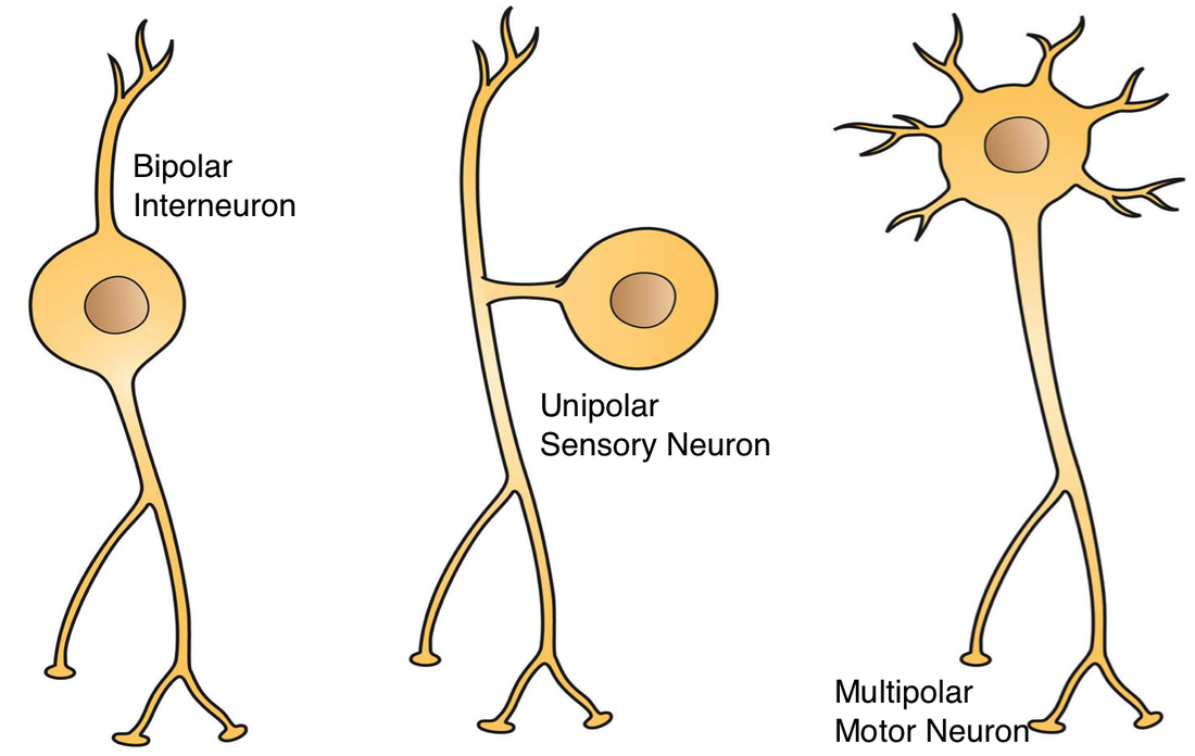 <p>Bipolar, Unipolar, and Multipolar Neurons</p>