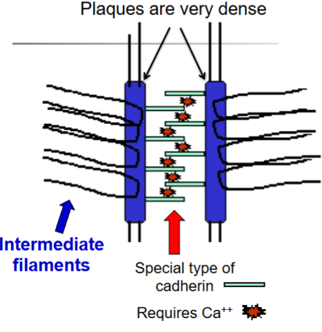 <p>dense plaques, connects intermediate filaments in cells, mediated by desmoglein (a type of cadherin), requires Ca<sup>++</sup></p>