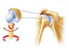 <p>Which of the following synovial joints is shown in this image?</p><p>A. Plane</p><p>B. Hinge</p><p>C. Pivot</p><p>D. Ball-and-socket</p>