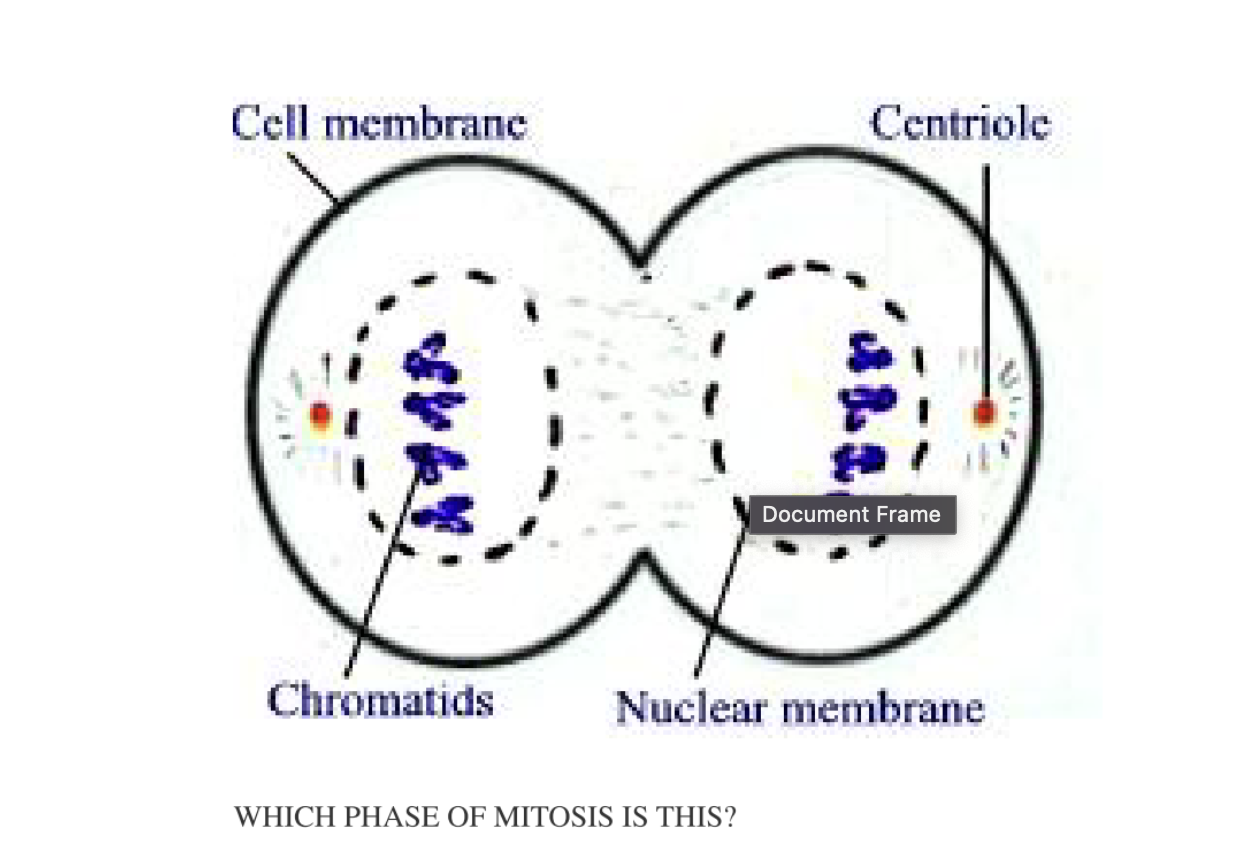 <p><span>WHICH PHASE OF MITOSIS IS THIS?</span></p>