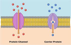 <ul><li><p>used in facilitated diffusion and active transport. </p></li><li><p>involes in the shape of the protein changing</p></li></ul><p></p>