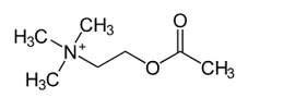 <p>acetylcholine</p>