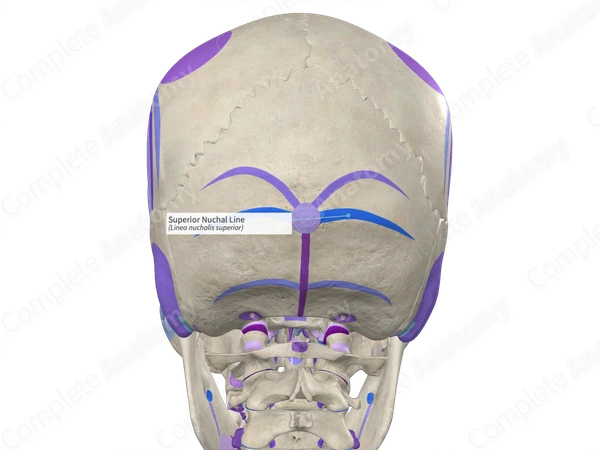 <p>ridge extending laterally from protuberance (attachment for neck muscle)</p>