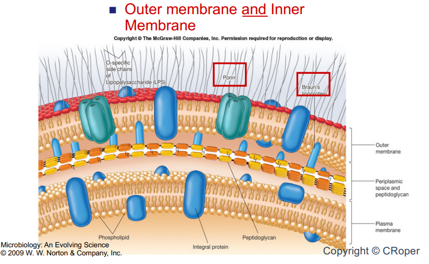 <p>A thin layer of peptidoglycan </p><p> Outer membrane and Inner Membrane</p><p></p>
