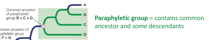 <p>contains common ancestor and some descendants (one branch not included)</p><p></p>