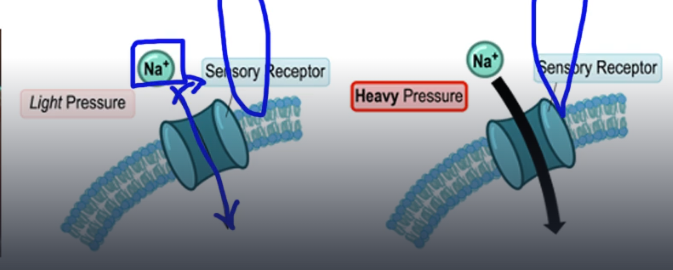 <p>used by auditory and vestibular system, respond to physical stimulation to open ion channels. Stereocilia: projections on hair cells, that can be physically manipulated to change membrane potentials. bending opens ion channels, creating a graded potential, to transduce a signal. </p>