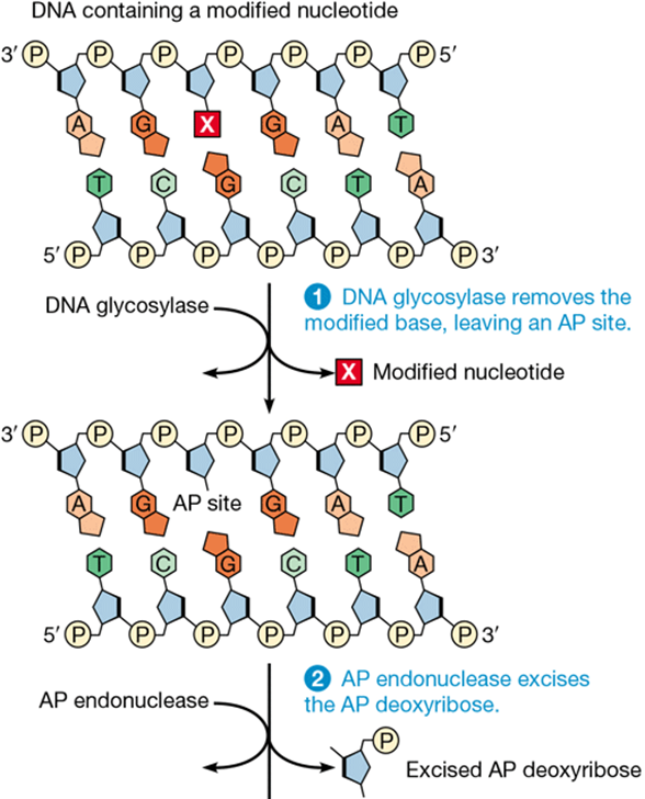 <p>base excision repair and example</p>