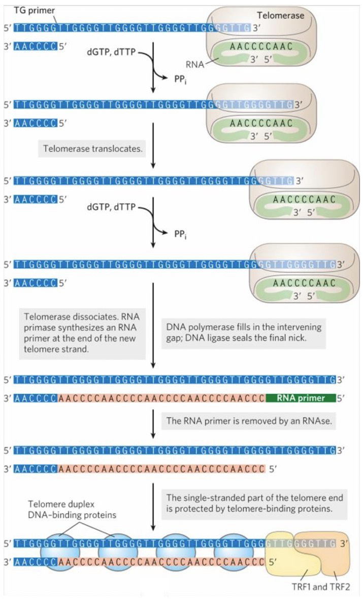 <p>Only occurs in stem and germ cells</p><p><strong>Telomerase</strong> is a specialized <strong>reverse</strong> <strong>transcriptase</strong>; also classified as a <strong>ribonucleoprotein</strong> (RNA and protein); contains an internal RNA with CA-rich repeat that serves as a <strong>template</strong></p><p>Template <strong>RNA</strong> anneals to existing TG sequence at a telomere; Telomerase catalyzes <strong>5’ → 3’ DNA synthesis </strong>of the TG strand; then shifts so template RNA can <strong>anneal</strong> to the newly synthesized DNA; process repeats</p><p>Complementary <strong>CA strand</strong> is synthesized by <strong>DNA pol ⍺-primase</strong></p><p>After the <strong>RNA</strong> <strong>primer</strong> is removed, the <strong>overhang 3’ end</strong> base pairs to the CA strand and forms a <strong>T-loop</strong></p>