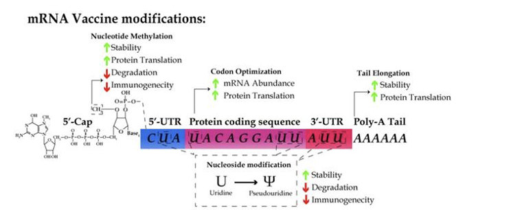 <p><span>in the success of the Moderna and Pfizer vaccines</span></p>