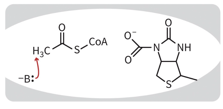 <p>base abstracts proton from alpha carbon, generating enolate.</p>