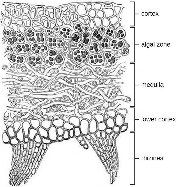 <p>rhizines </p>