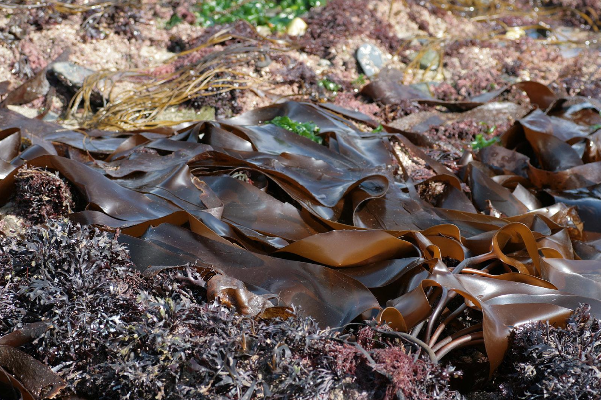 <p>Identify the genus of this Phaeophyta brown algae.</p>