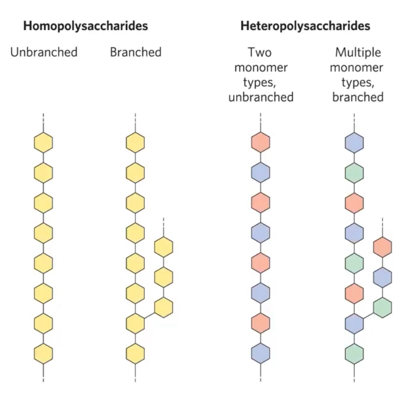 <p>Homopolysaccharides contain only one single monomeric sugar species. </p><p>They erve as storage forms and structural elements.</p><p>Starch and glycogen molecules are heavily hydrated bc they have many exposed hydroxyl groups available to form hydroen bonds (also cellulose and chitin).</p><p>Hereopolysaccharides contain 2 or more kinds of monomers. They provide extracellular support. ex are hyaluranic acid, heparin, chondroitin sulfate, peptidoglycans in prok. cell walls, agarose, pectin)</p><p></p>