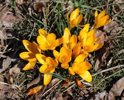 <p>Yellow crocus</p>