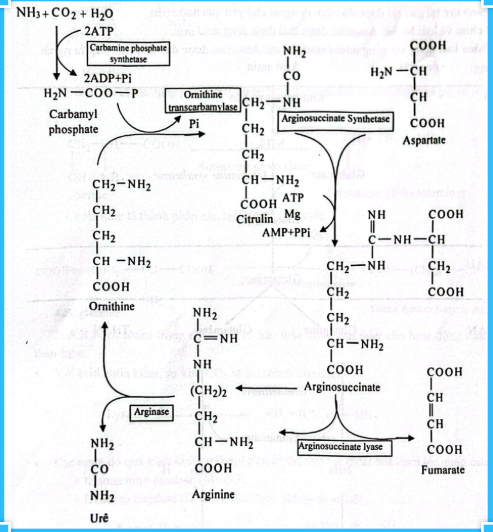 <p>b</p><p>cái đầu tiên</p>