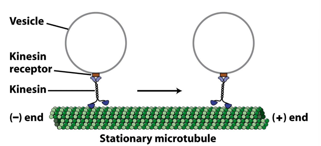 <p>Processive movement = movement over long distances w/o dissociating </p><ul><li><p>Important for long-distance transport of vesicles + organelles</p></li></ul><p></p>