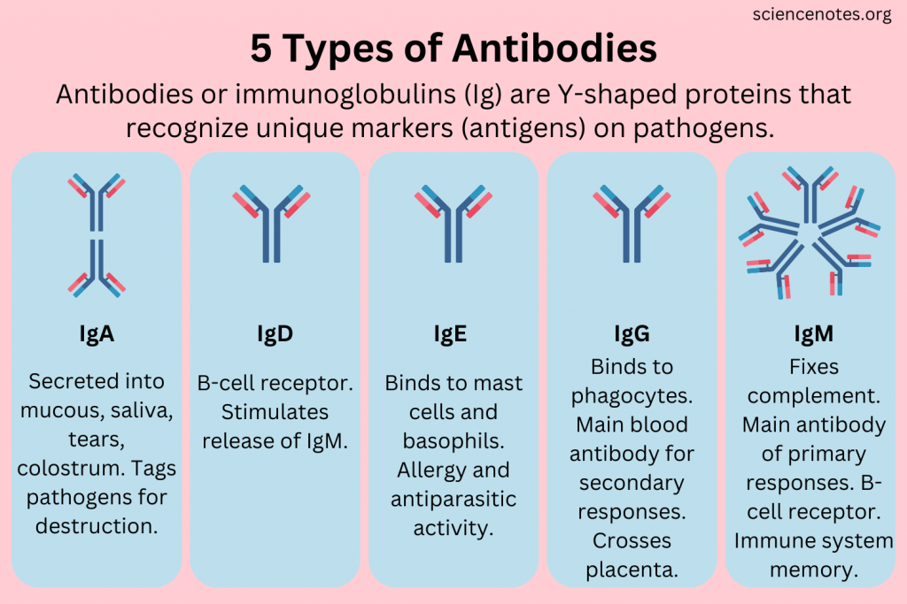 <p>To identify and neutralize foreign invaders like bacteria, viruses, and toxins. They function by binding to specific antigens to block, destroy, or flag them for other immune cells to eliminate, providing crucial defense against disease</p>