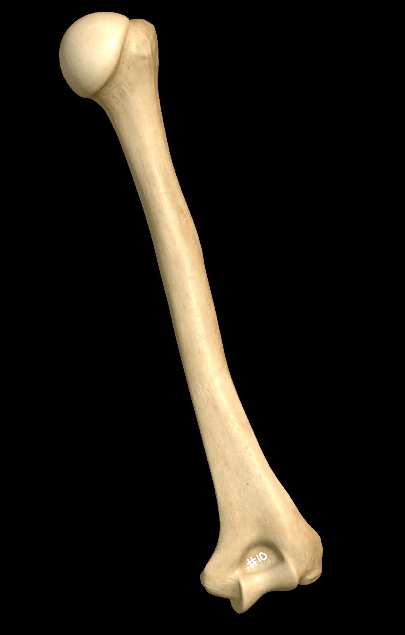 <p>what part of the bone is labeled #10</p>
