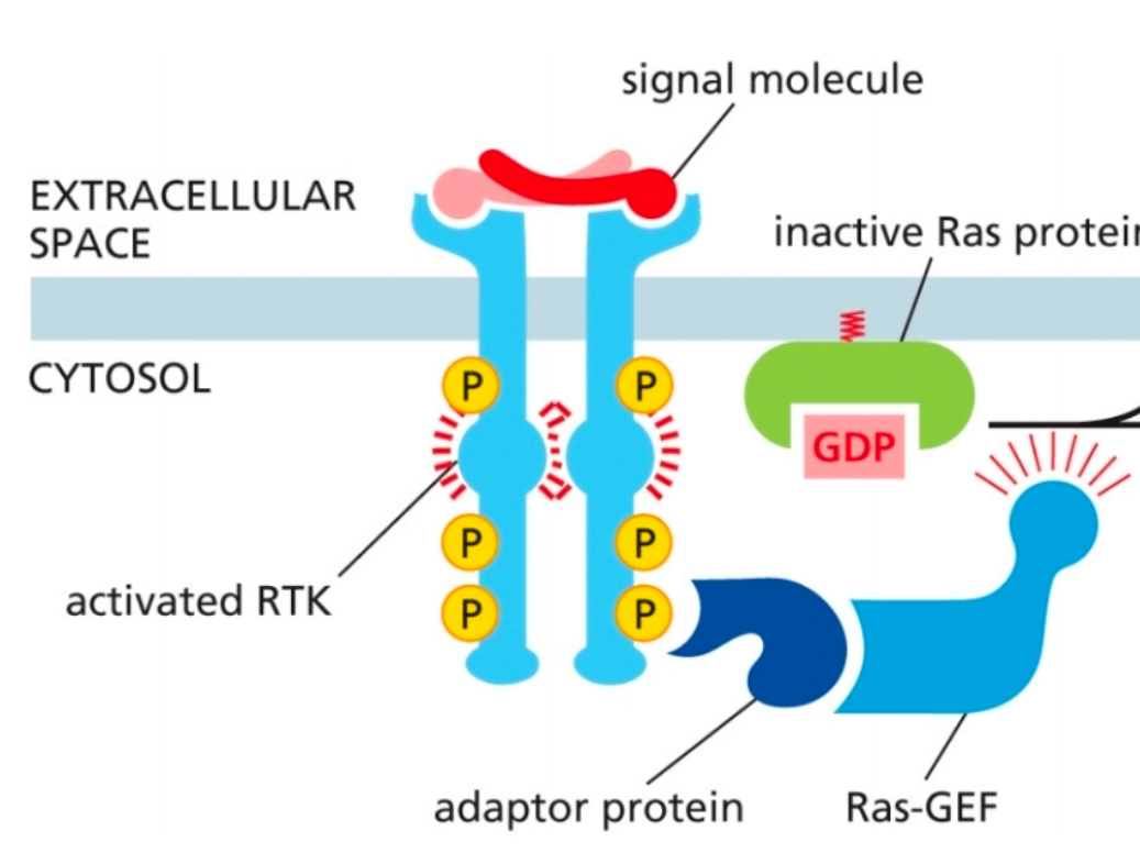 <p>Ras-GEF is recruited</p><ul><li><p>Adaptor protein (GRB<sub>2</sub>) recruits Ras-GEF (called “SOS” in this pathway)</p></li></ul><p></p>