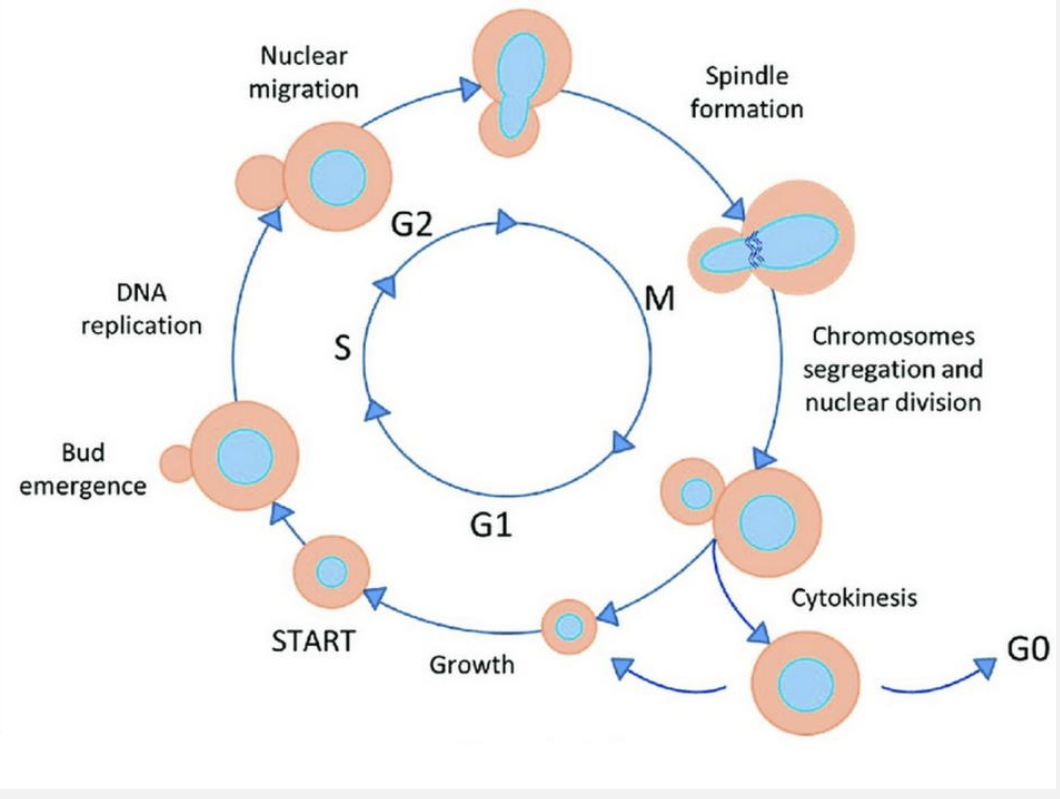 <p>How are cell cycle mutants distinguished from other essential mutants?</p>