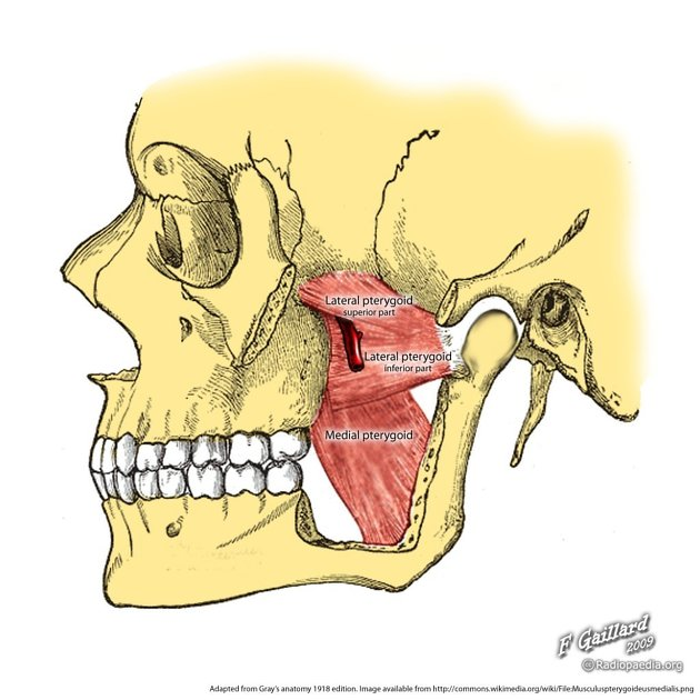 <p><strong>Origin:</strong> Pterygoid process.</p><p><strong>Insertion: </strong>Mandibular condyle &amp; TMJ.</p><p><strong>Action: </strong>Protracts mandible &amp; grinding (lower teeth)</p>