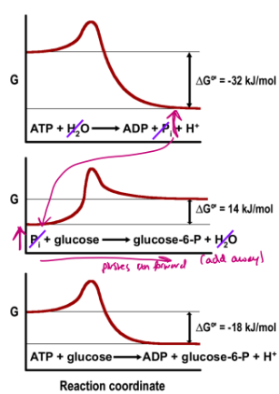 <p>Free energy changes for reactions are additive.</p><p>A reaction with an overall unfavourable free energy change (∆G > 0) can occur when another favourable reaction (∆G < 0) occurs in concert.</p><p>The combined reactions must have an overall ∆G < 0 to be spontaneous.</p>