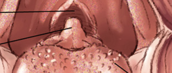 term image