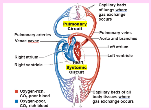 <p>right, lungs</p>