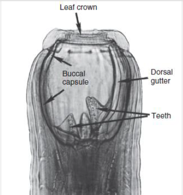 <p>Strongylida: Typical morphologic features</p>