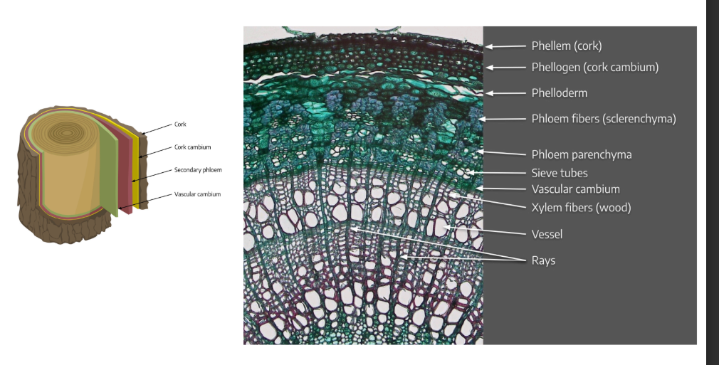 <p>cross section of <em>Tillia sp.</em></p>