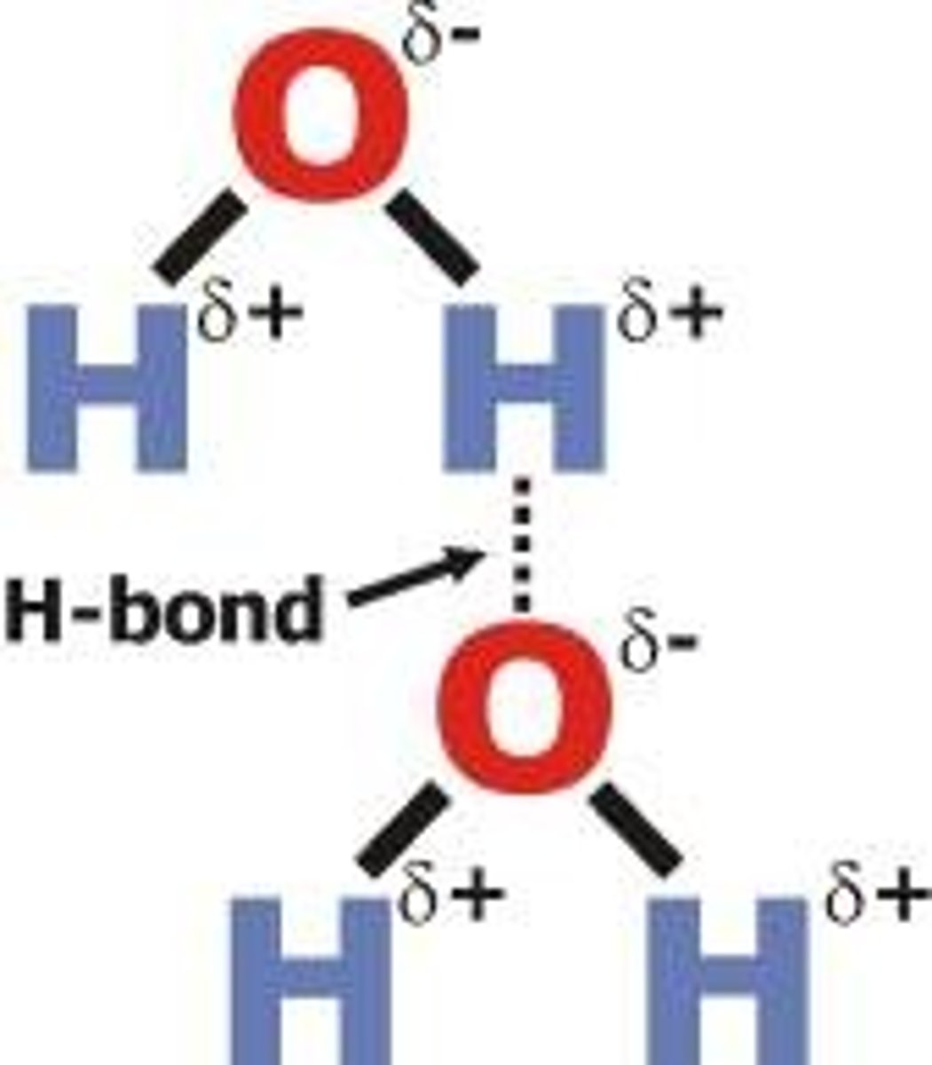 <p>sharing of a hydrogen atom covalently attached to an electronegative element (typically O-H and N-H groups) between a lone pair of electrons on another electronegative element</p>