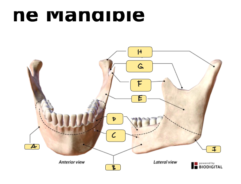 <p>G</p>
