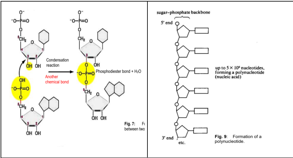 <p>Formation of Dinucleotides:</p><ul><li><p>Two nucleotides join to form a dinucleotide by <strong>condensation</strong> between the <strong>5’-phosphate group</strong> of one nucleotide and the <strong>3’-hydroxyl group</strong> of the other to form a <strong>phosphodiester bond</strong></p></li><li><p>The condensation reaction between nucleotides is repeated several millions times to form a polynucleotide (DNA or RNA)</p></li></ul><p></p><p>Polynucleotides:</p><ul><li><p>Phosphodiester bonds between 5’ phosphate and 3’ hydroxyl groups of nucleotides form a <strong><u>linear, unbranched</u> sugar-phosphate backbone</strong>.</p></li><li><p>5’ end → Negatively charged due to the free phosphate group</p></li><li><p>3’ end → Free -OH group which allows more nucleotides to join via condensation</p></li><li><p><strong>Phosphodiester bonds</strong> are <strong>strong covalent bonds</strong>.</p><ul><li><p>They confer strength and stability on the polynucleotide chain.</p></li><li><p>This is the basis in <strong>preventing breakage</strong> of the chain <strong>during DNA replication</strong>.</p></li></ul></li></ul><p></p>
