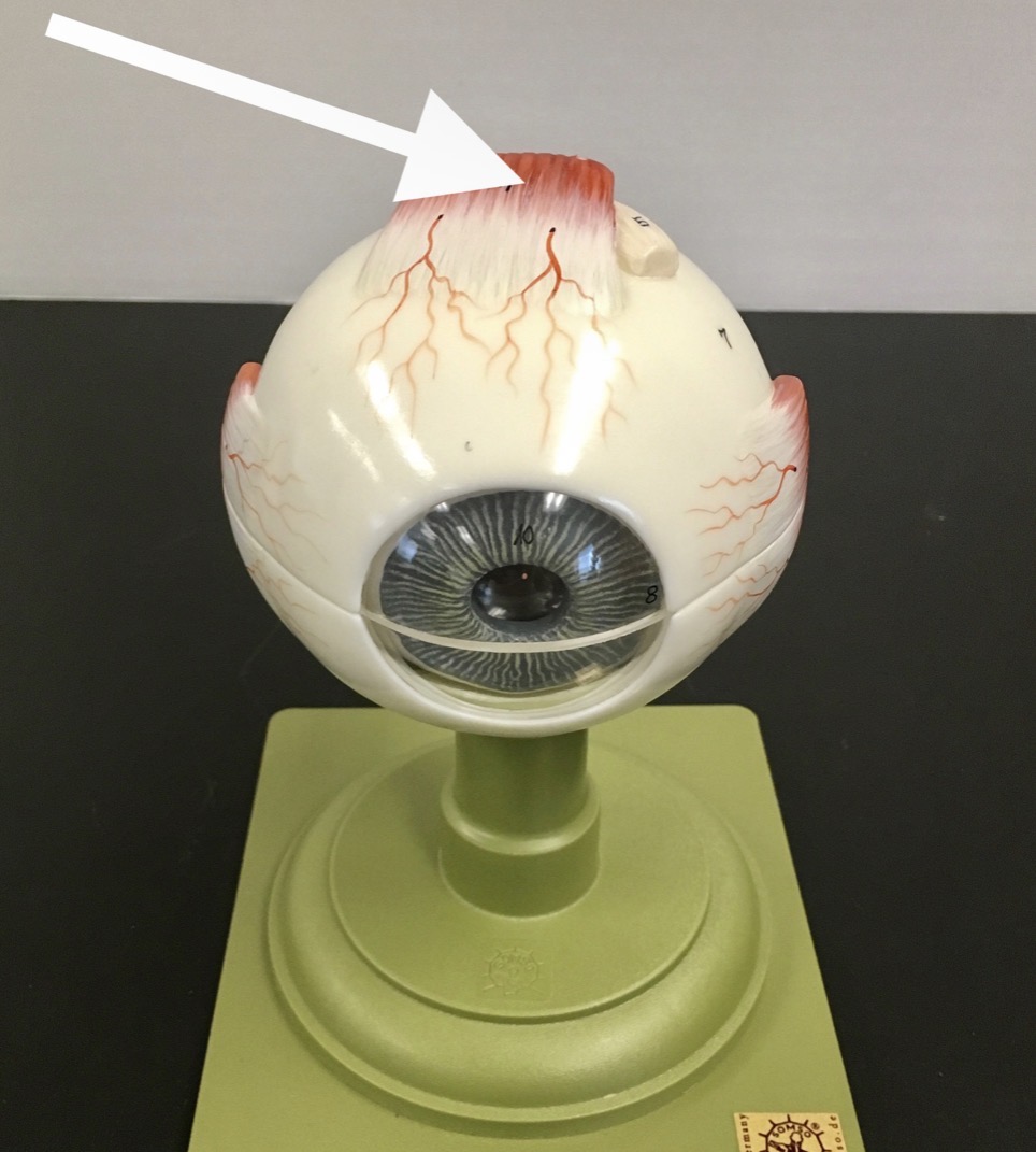 <p><span>name the RED structure at the end of the arrow's point</span></p>